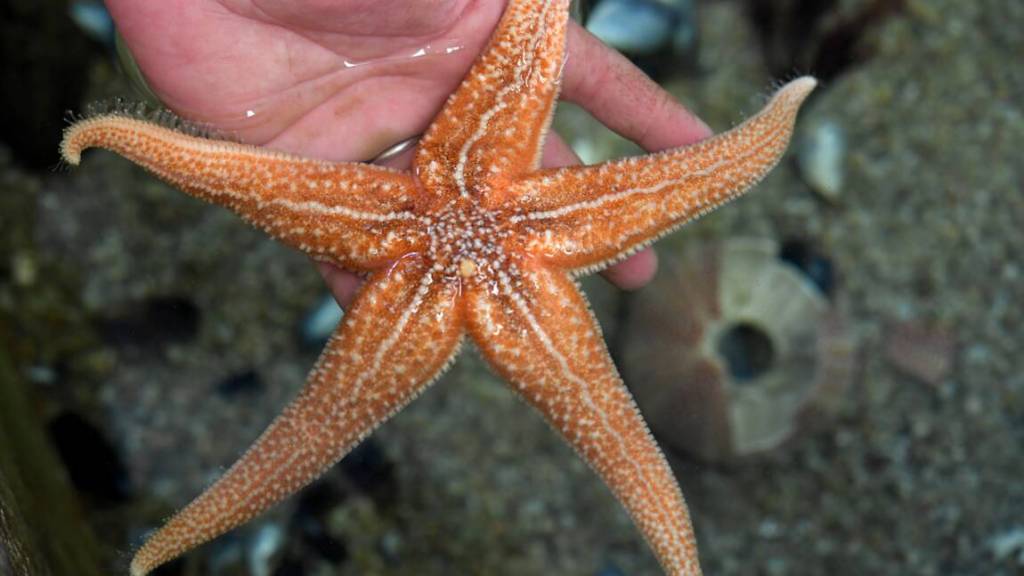 Un chercheur de l’UMONS participe à la découverte d’une hormone inhibant la prise de nourriture chez les étoiles de mer