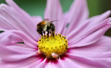 Projected decline in European bumblebee populations: an inter-university study published in Nature