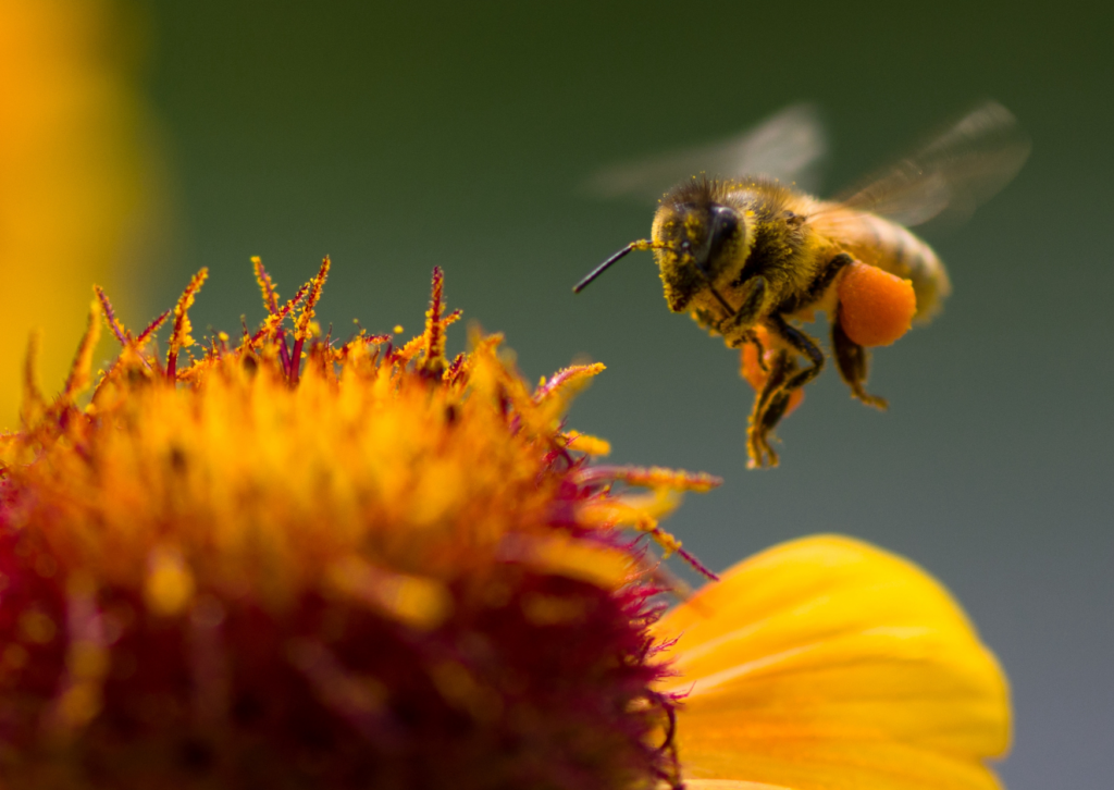 Pour une agriculture alliant respect des pollinisateurs et protection de la biodiversité