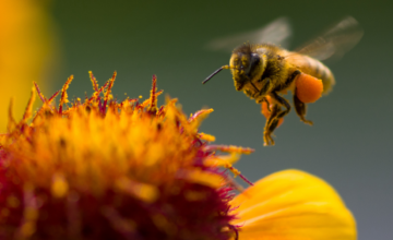 Pour une agriculture alliant respect des pollinisateurs et protection de la biodiversité