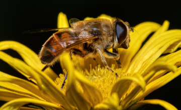 Pour une agriculture alliant respect des pollinisateurs et protection de la biodiversité