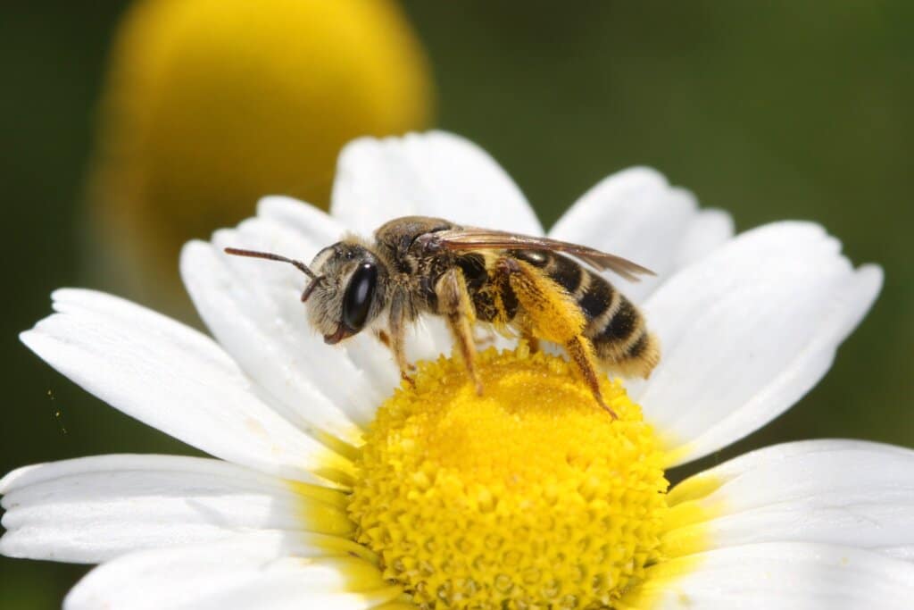 L’UMONS contribue à dresser la Liste rouge européenne des abeilles sauvages : jusqu’à 40 % des espèces menacées d’extinction en Belgique