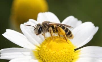 L’UMONS contribue à dresser la Liste rouge européenne des abeilles sauvages : jusqu’à 40 % des espèces menacées d’extinction en Belgique