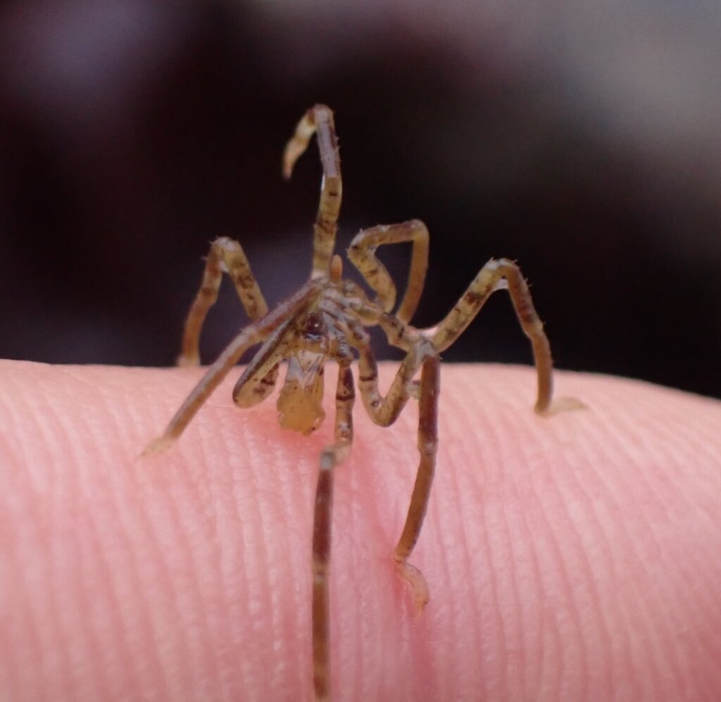 L'UMONS et l'Université d'Etat de San Francisco s'associent dans le cadre de leurs recherches sur les araignées de mer