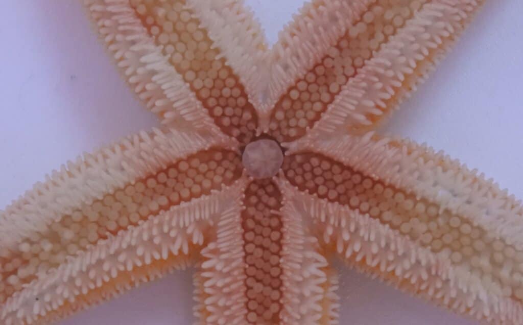 Des chercheurs de l'UMONS dévoilent comment la coordination de centaines de petits pieds permet aux étoiles de mer de se déplacer