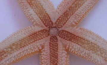 Des chercheurs de l'UMONS dévoilent comment la coordination de centaines de petits pieds permet aux étoiles de mer de se déplacer