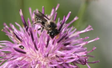 Réforme européenne des pesticides : l’UMONS et 26 institutions de recherche alertent sur les risques pour la santé et la biodiversité