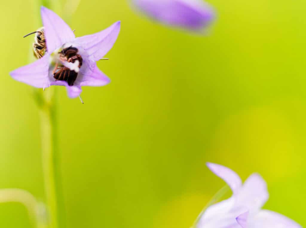 Une étude de l’UMONS révèle l’importance des parcs nationaux wallons dans la préservation des abeilles sauvages