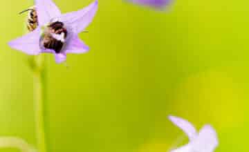 Une étude de l’UMONS révèle l’importance des parcs nationaux wallons dans la préservation des abeilles sauvages