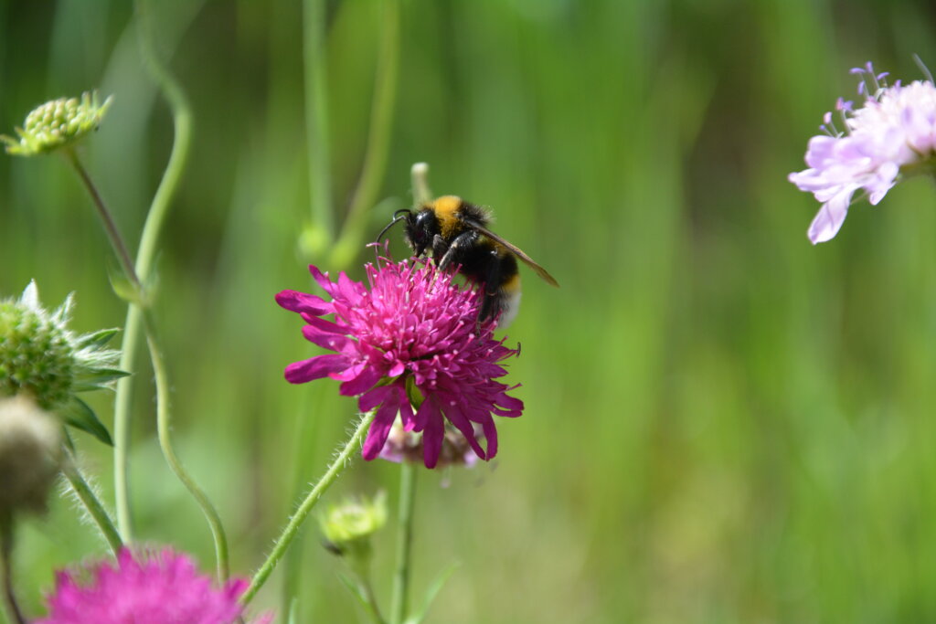 Protection des pollinisateurs : deux projets européens de l'UMONS pour inverser leur déclin d'ici 2030