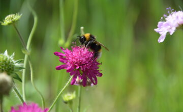 Protection des pollinisateurs : deux projets européens de l'UMONS pour inverser leur déclin d'ici 2030