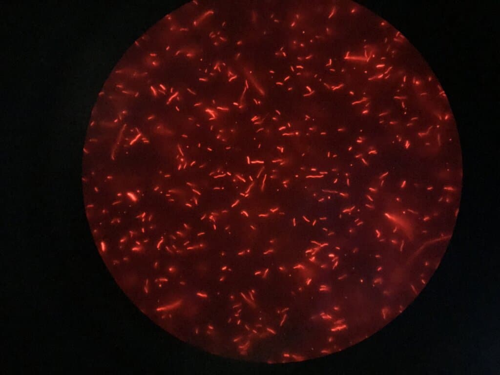 Purple bacteria : a new hope for sustainable food systems ?