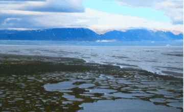 Climat : l’UMONS et ses partenaires explorent l’adaptation des microbes du pergélisol au réchauffement arctique