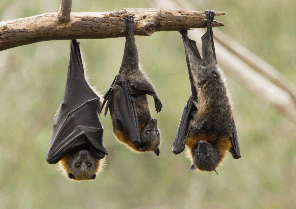 Des chauves-souris pour protéger les cultures et la biodiversité : l’UMONS impliquée dans le projet européen TransAgroBat