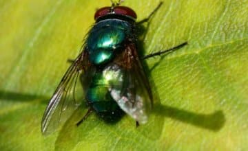 Quand les mouches jouent avec la lumière : la science derrière leurs couleurs étonnantes