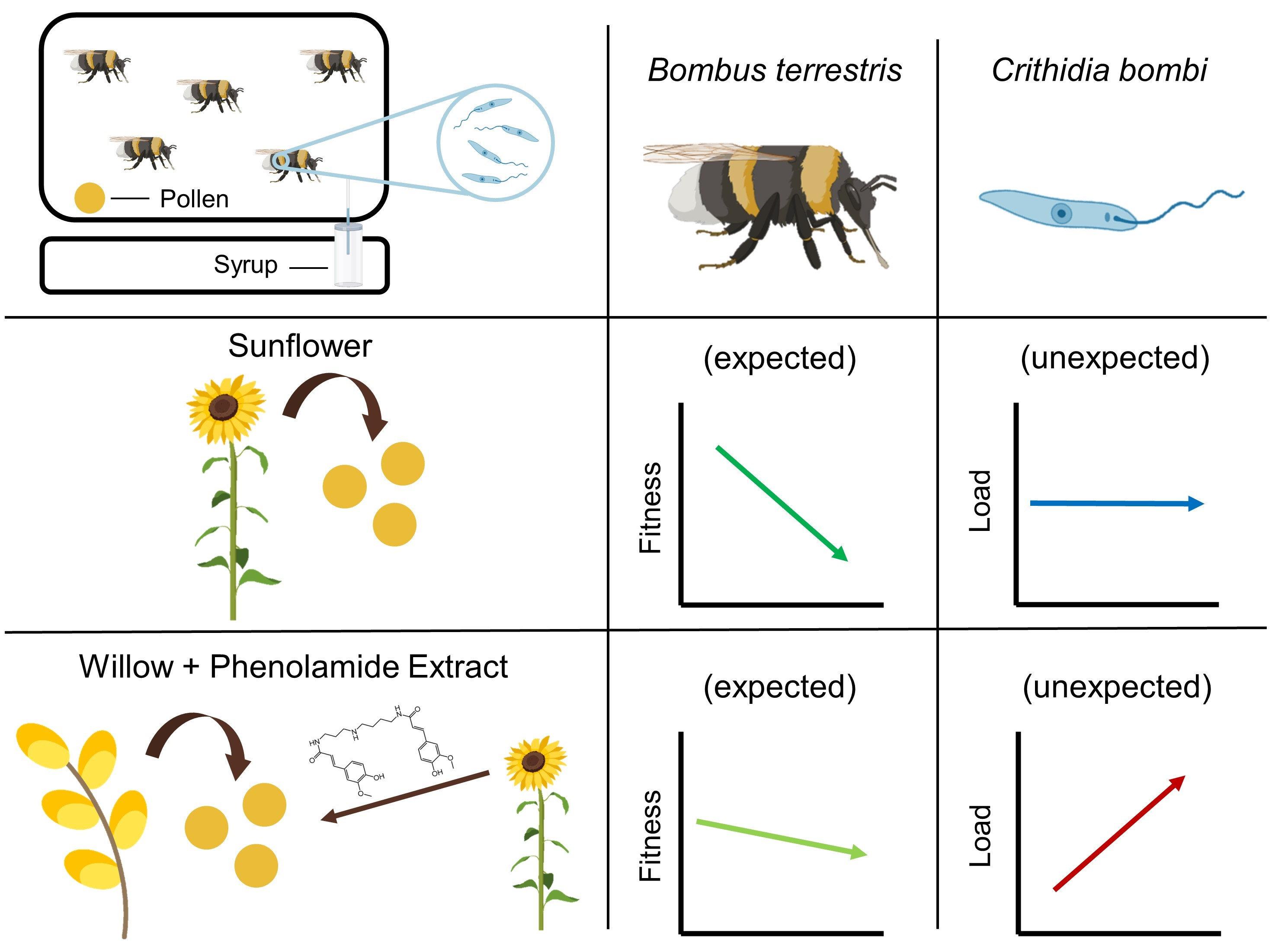 Poison or Potion: Effects of Sunflower Phenolamides on Bumble Bees and Their Gut Parasite